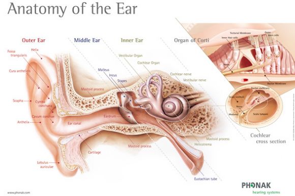 Showing Outer, Middle and Inner Ear