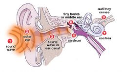 Cut-away view of the ear